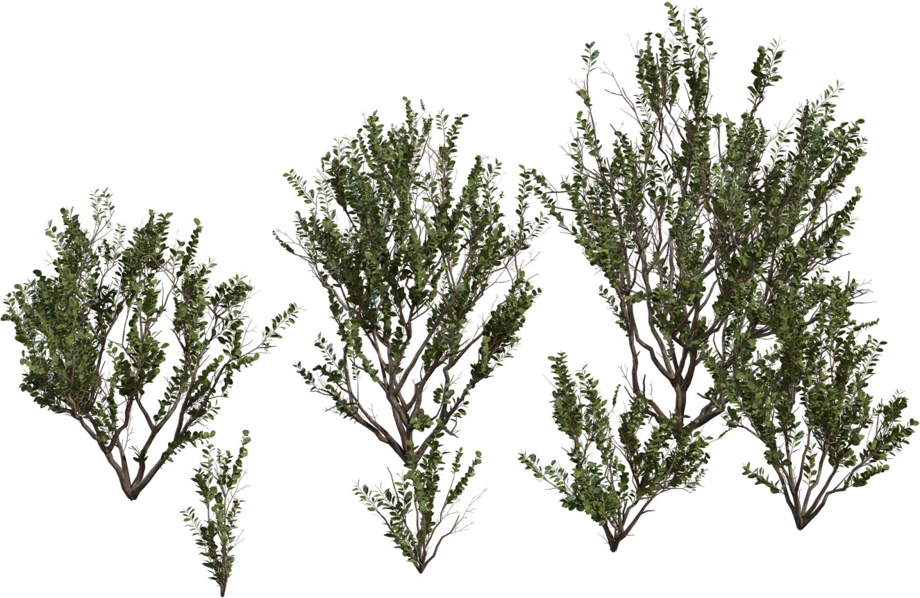 Searsia Lucida