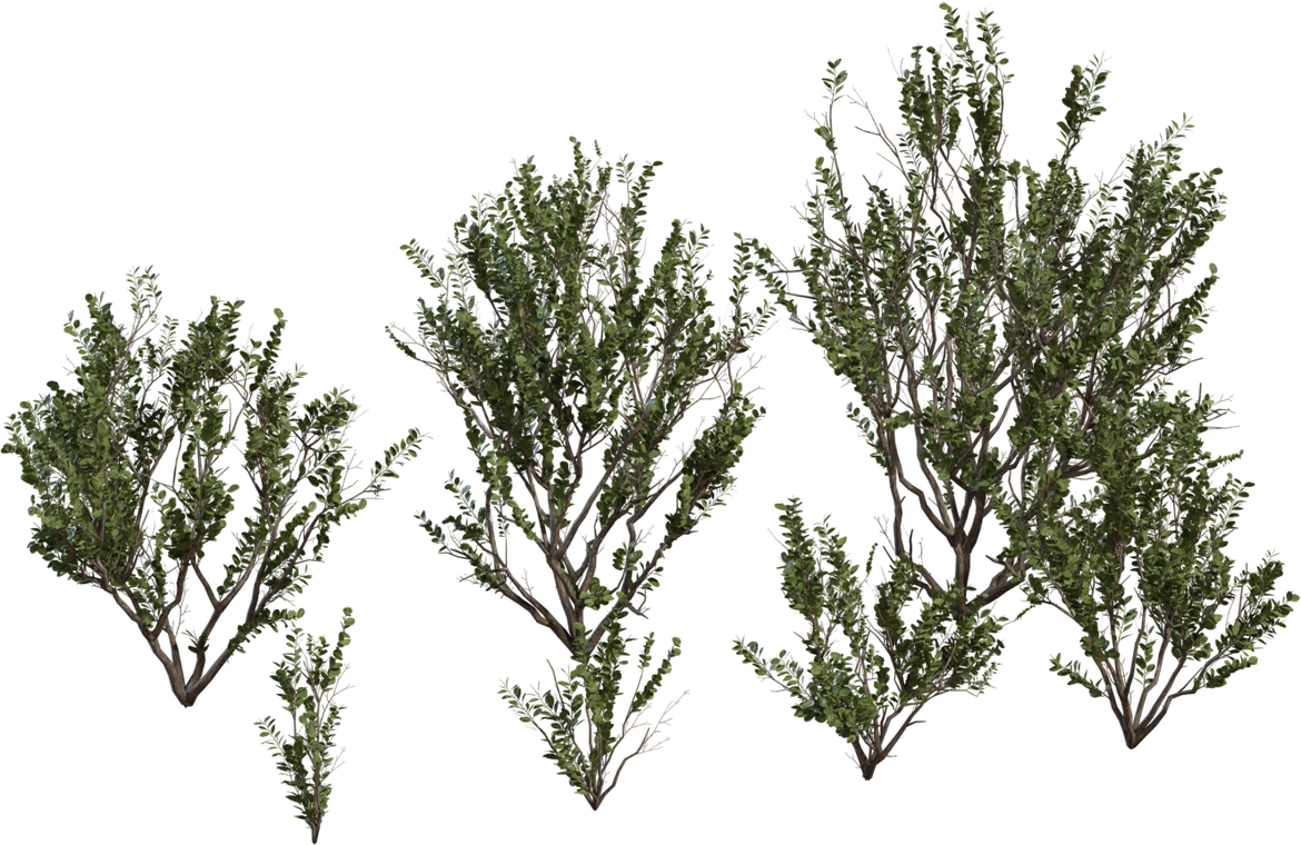 Free 8K Searsia lucida model: realistic Karoo shrub with twiggy branches and dense leathery leaves - perfect for dry, desert and arid scenes.