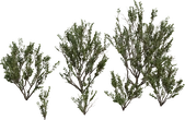 Searsia Lucida - Preview