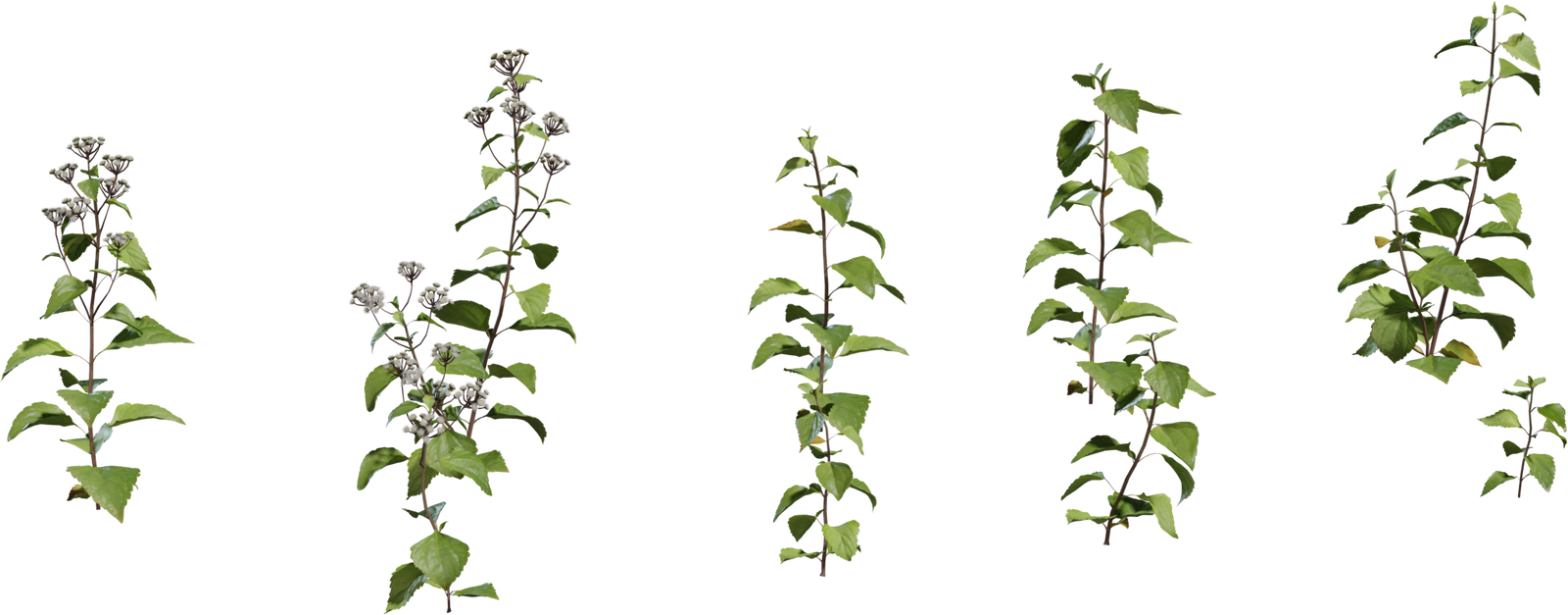 Shrub 01