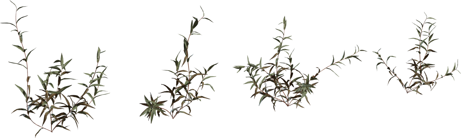 Shrub 02