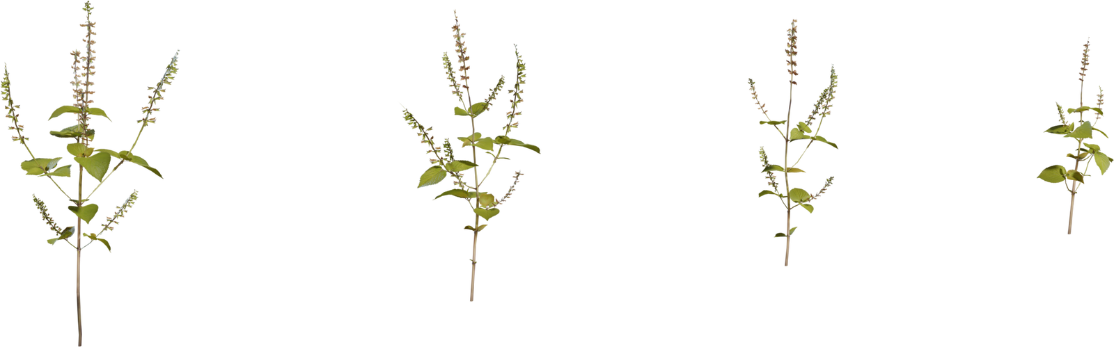 Shrub 03