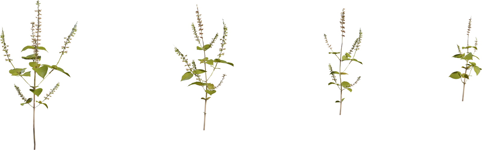 Free 4K shrub with slender stems, paired oval leaves and vertical seed spikes - detailed green low‑growth foliage with a natural meadow character.