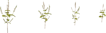 Shrub 03 - Preview