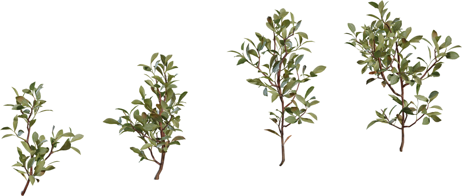 Shrub 04