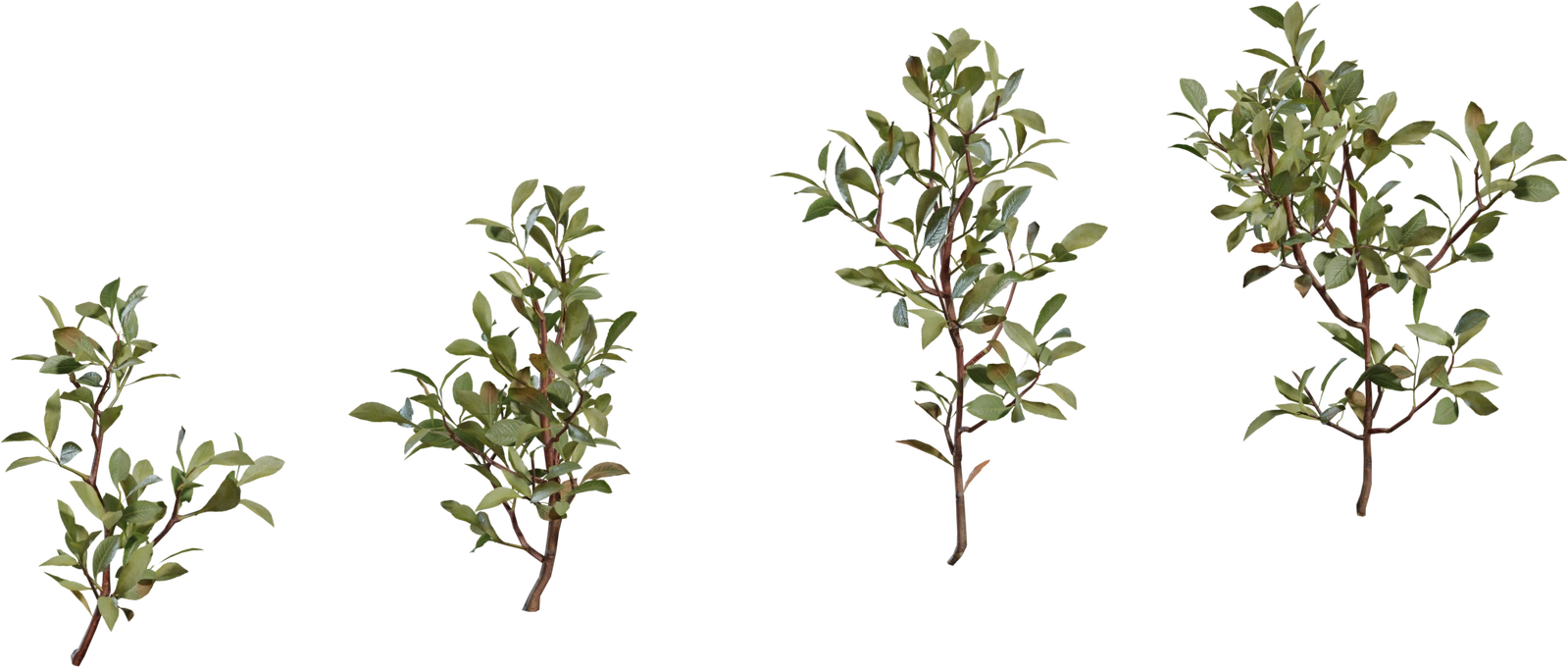 Free 4K model - four detailed shrub branches with glossy green leaves, thin woody stems and natural undergrowth variation.