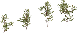 Shrub 04 - Preview