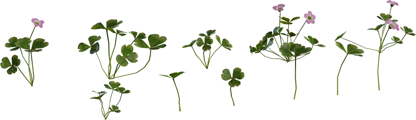 Free 8K model of small sorrel shrubs: clusters of round scalloped green leaves on thin stems, subtle edge wear and delicate pink five-petaled flowers.