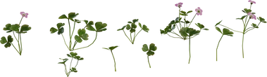 Shrub Sorrel 01 - Preview