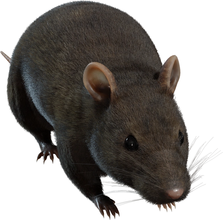 Free 8K model of a realistic street rat with dense dark fur, glossy black eyes, detailed whiskers, ears and claws, and gritty, lifelike feral character.