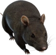 Street Rat - Preview