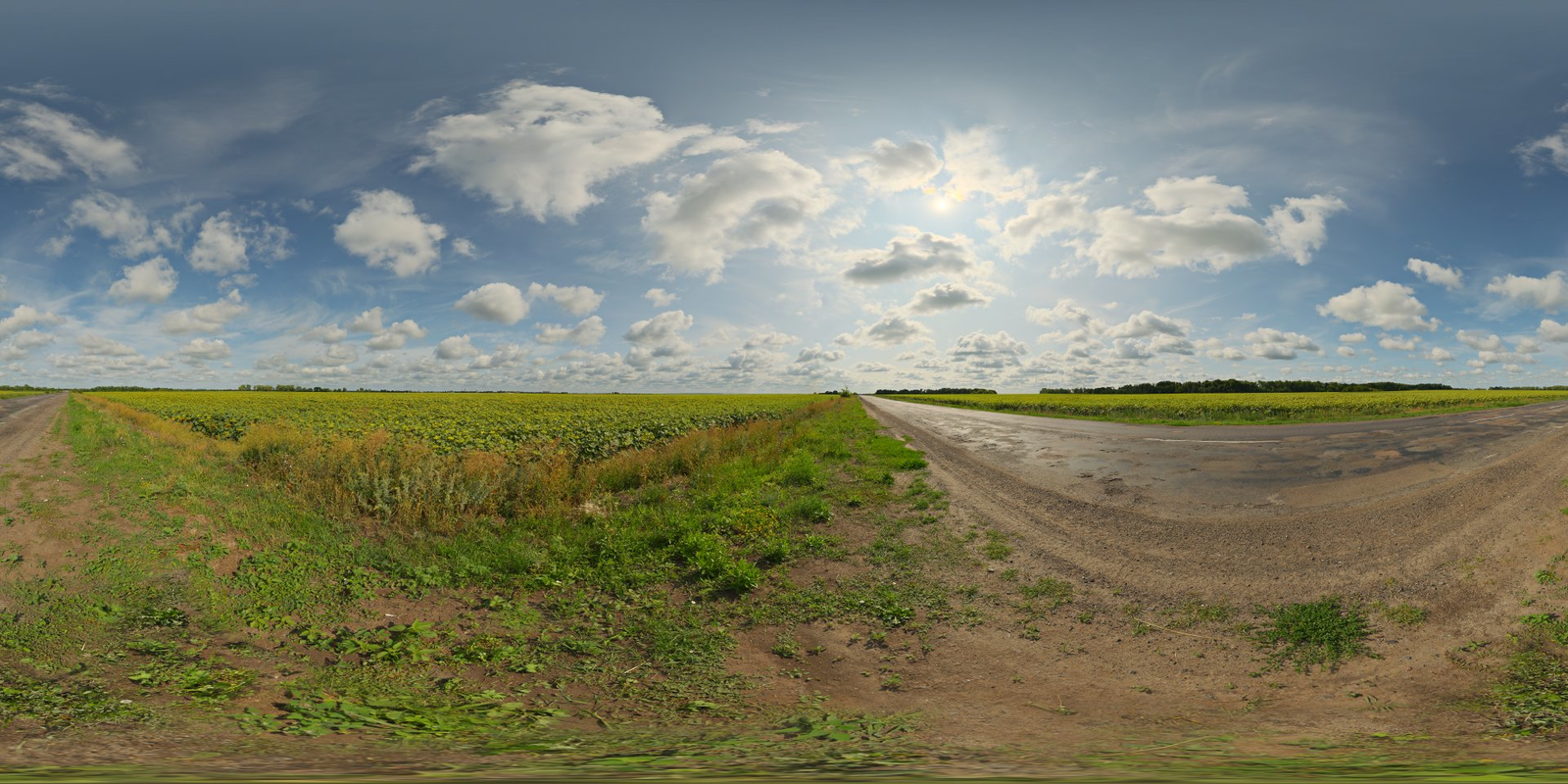 Sunflowers HDRI • Poly Haven