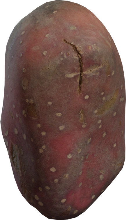 Free 8K model - realistic oblong sweet potato with dusty red skin, dirt, scuffs, root scars and tiny lenticels; organic, raw tuber detail.