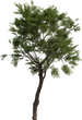 Tree Small 02 - Preview