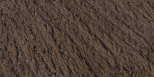 Trident Maple Bark - Preview