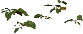 Weed Plant 02 - Preview