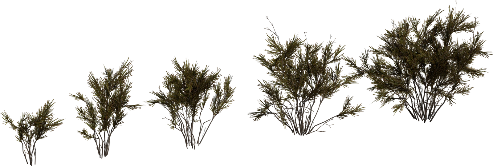 Free 8K model of a dried wild rooibos shrub from South Africa's Karoo/Namaqualand - low, multi-stemmed desert bush with needle-like leaves, perfect for arid scenes.