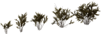 Wild Rooibos Bush - Preview