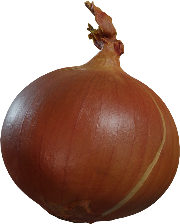 Free 8K model of a yellow onion with realistic papery skin, warm golden-brown tones, fine surface detail, and natural blemishes.
