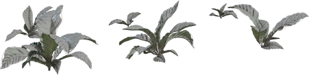 Anthurium Botany 01 - clay