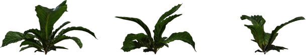 Anthurium Botany 01 - orth_front