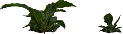 Anthurium Botany 01 - orth_side