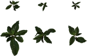 Anthurium Botany 01 - orth_top