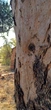 Bark Blue gum - Ref_2