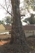 Bark Platanus - Ref_1