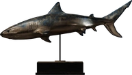 Bronze Shark Statue - orth_side