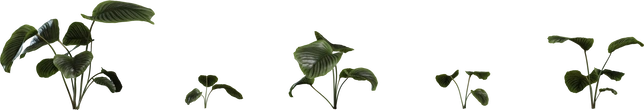 Calathea Orbifolia 01 - orth_front
