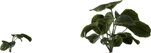 Calathea Orbifolia 01 - orth_side