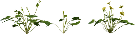 Celandine 01 - orth_front