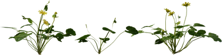 Celandine 01 - orth_side