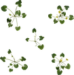 Celandine 01 - orth_top