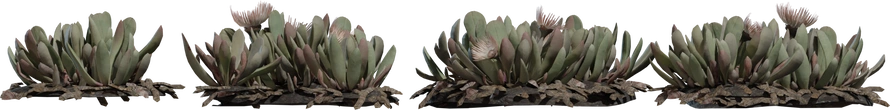 Cheiridopsis Succulent - orth_front