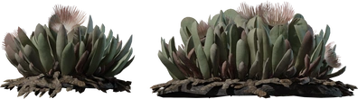 Cheiridopsis Succulent - orth_side