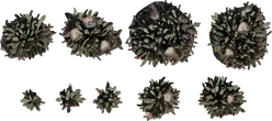 Cheiridopsis Succulent - orth_top