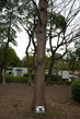 Chinese Cedar Bark - Context_01