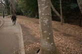 Chinese Hackberry Bark - Context_03