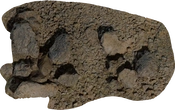 Coast Land Rocks 03 - orth_top