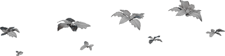 Crystalline Iceplant - clay