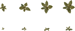 Crystalline Iceplant - orth_top