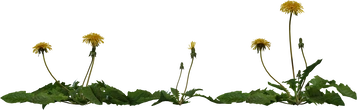 Dandelion 01 - orth_front
