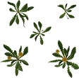 Dandelion 01 - orth_top