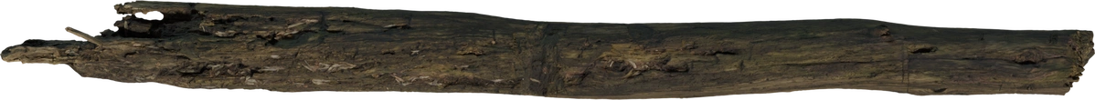 Dead Tree Trunk - orth_top
