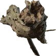 Dead Tree Trunk 02 - orth_side