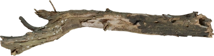 Dead Tree Trunk 02 - orth_top