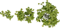 Didelta Spinosa - orth_top