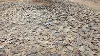 Dry Decay Leaves - context_01